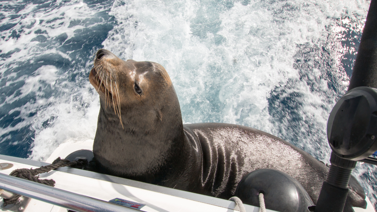 Seal on board yacht in The Mediterranean
